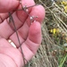 Corn Parsley - Photo (c) chamaeleo, some rights reserved (CC BY-NC), uploaded by chamaeleo