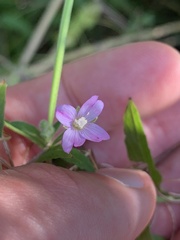 Epilobium parviflorum