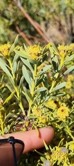 Leucadendron