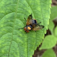 Phasia aurigera