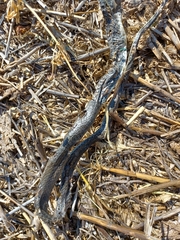 Hierophis viridiflavus