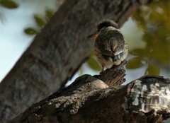 Halcyon chelicuti chelicuti