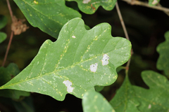 Callirhytis seminator