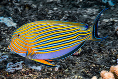 Acanthurus lineatus