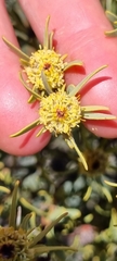 Leucadendron