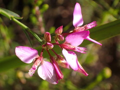 Polygala umbellata
