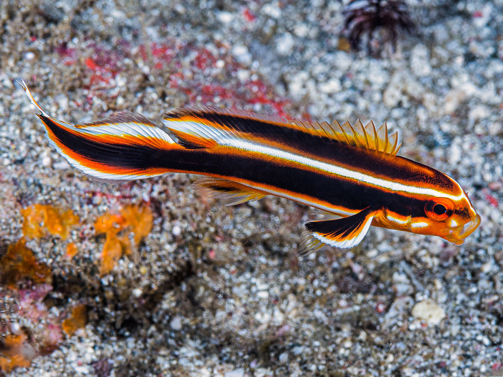 Lesson's sweetlips (Plectorhinchus lessonii) — Haemulidae