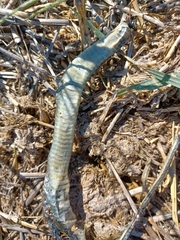 Hierophis viridiflavus