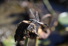 Orthetrum albistylum speciosum