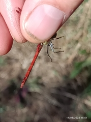 Sympetrum striolatum