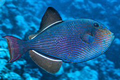 Melichthys niger
