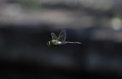 Anax parthenope julius