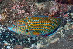 Anampses caeruleopunctatus