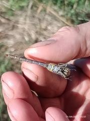 Sympetrum striolatum