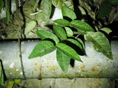 Ficus sarmentosa nipponica