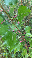 Populus nigra