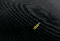 Macrosteles