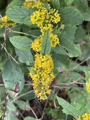 Solidago flexicaulis