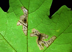 Cameraria saccharella