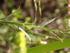 Polygala umbellata