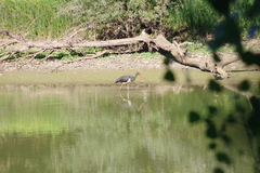 Ciconia nigra