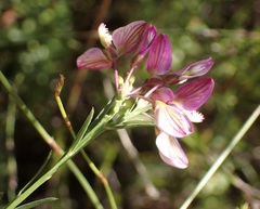 Polygala umbellata