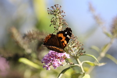 Vanessa indica indica