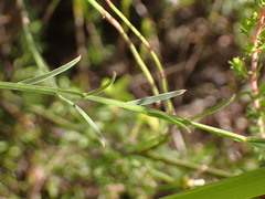 Polygala umbellata