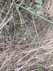 Petroselinum segetum
