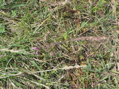 Odontites vernus