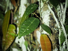 Ficus sarmentosa nipponica