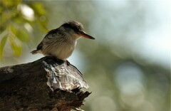 Halcyon chelicuti chelicuti