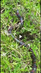 Lampropeltis abnorma