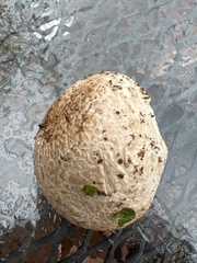 Lycoperdon utriforme