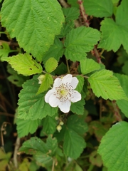 Rubus caesius