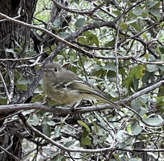 Vireo huttoni
