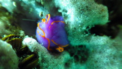 Sagaminopteron ornatum