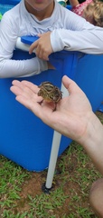 Emberiza