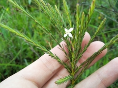 Struthiola dodecandra