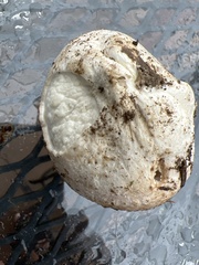 Lycoperdon utriforme
