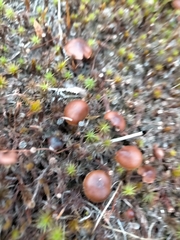 Humaria hemisphaerica