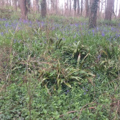 Hyacinthoides