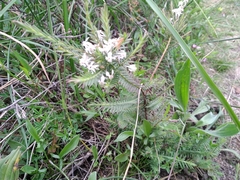 Struthiola dodecandra