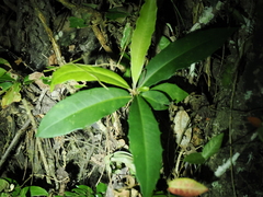 Ardisia cornudentata morrisonensis