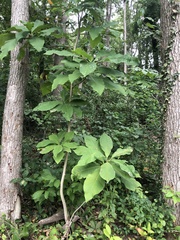 Magnolia tripetala