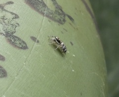 Salticus scenicus