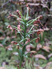 Platanthera blephariglottis