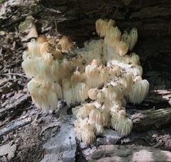 Hericium