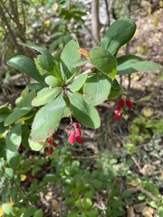 Berberis vulgaris