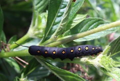 Theretra oldenlandiae